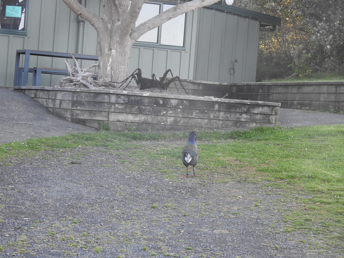 Calamón Takahe de Isla Sur - ML644664117