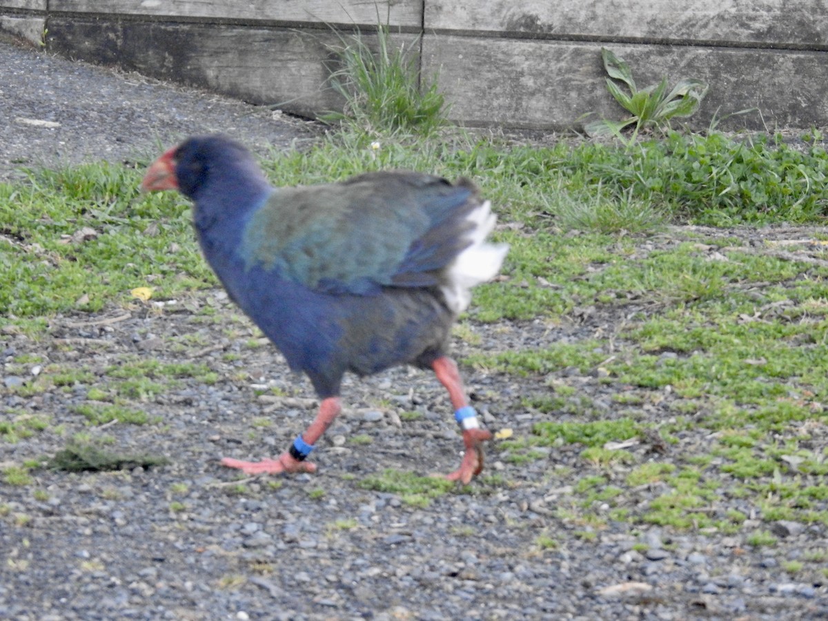 Calamón Takahe de Isla Sur - ML644664119