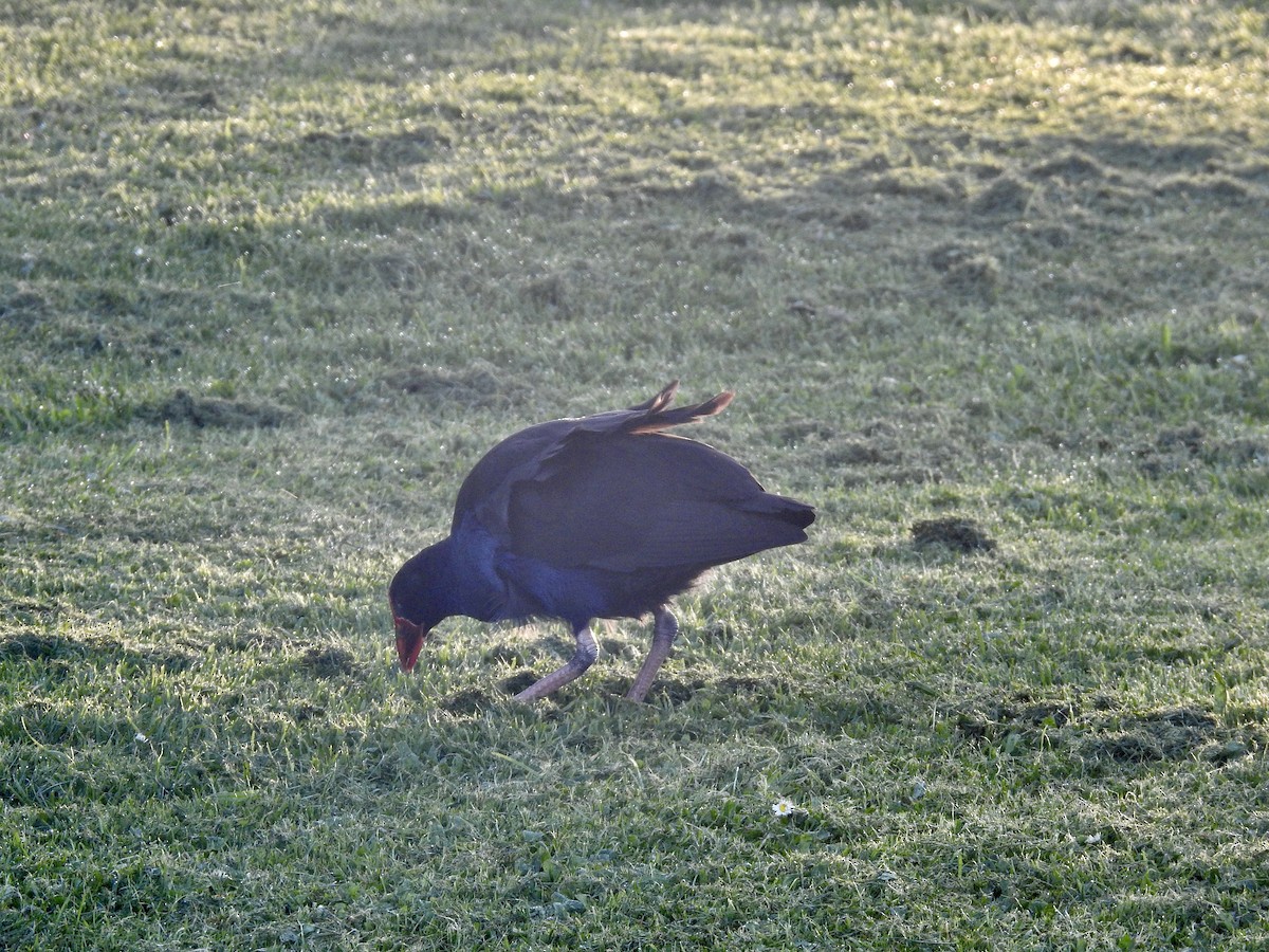 Calamón Takahe de Isla Sur - ML644664124