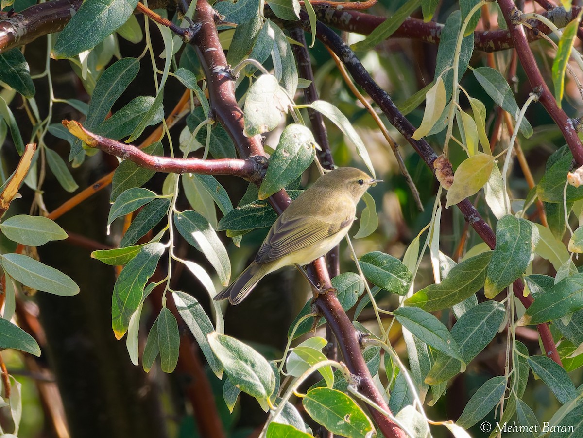 Common Chiffchaff - ML644664126