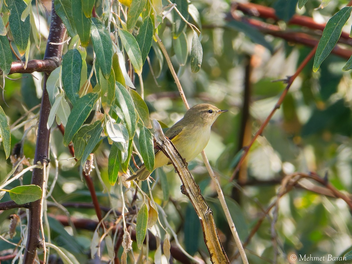 Common Chiffchaff - ML644664127