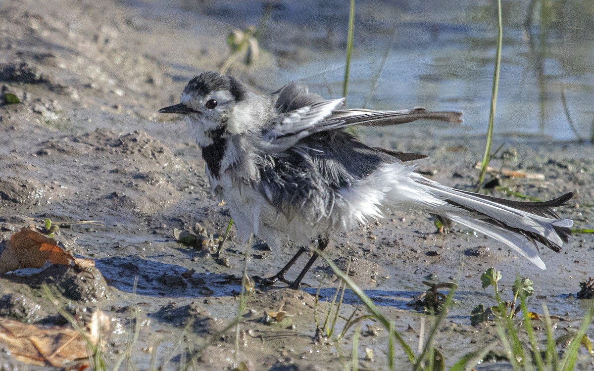 White Wagtail - ML644664131