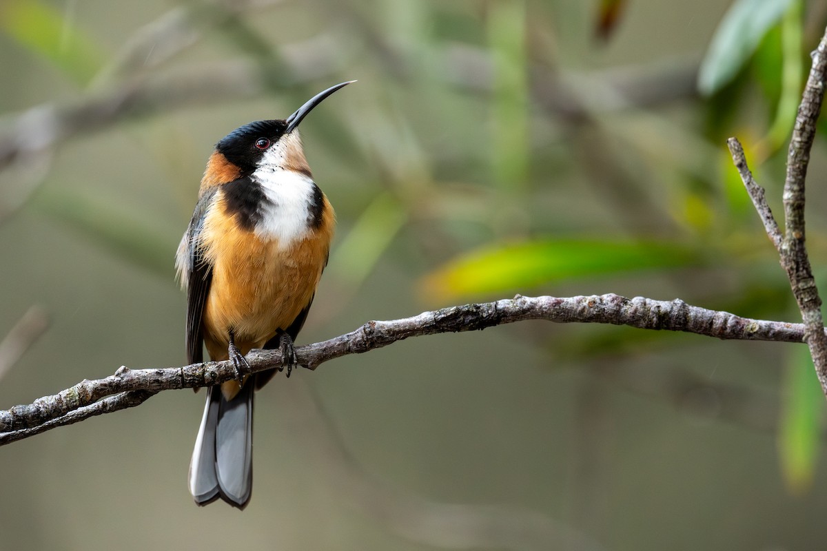 Eastern Spinebill - ML644664133