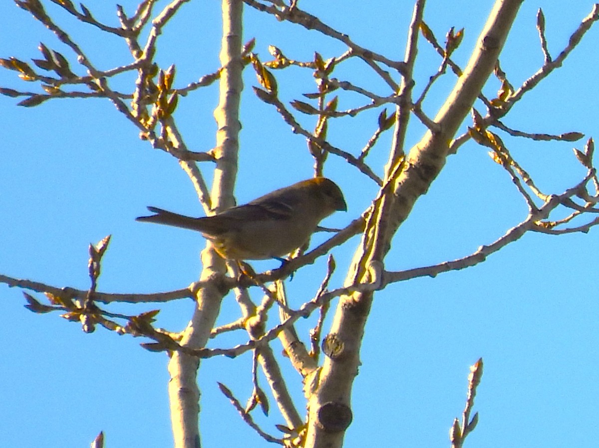 Pine Grosbeak - ML644664135