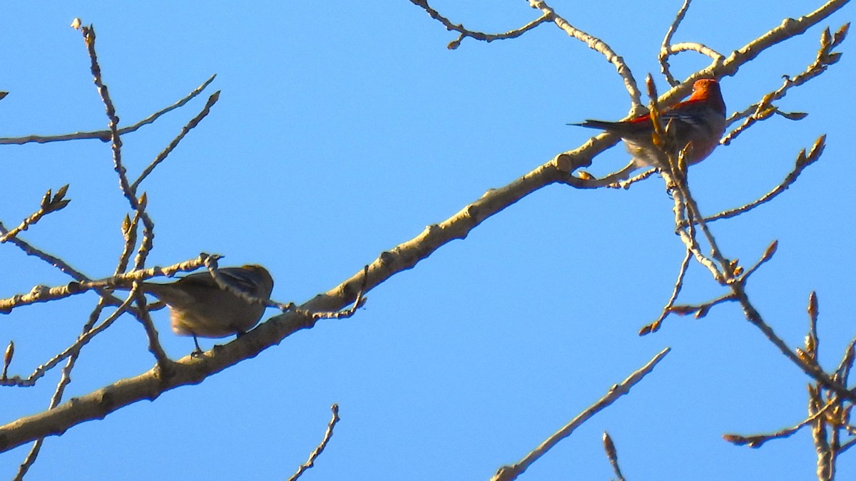 Pine Grosbeak - ML644664138