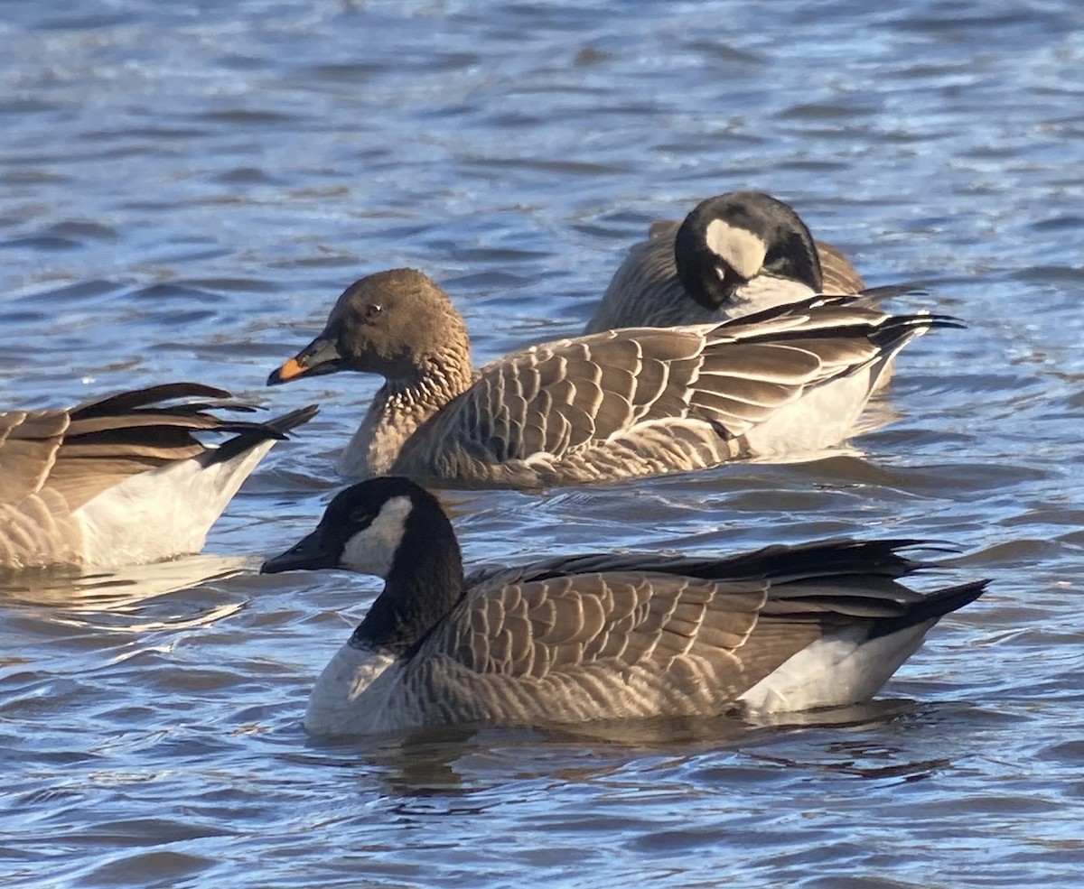 Tundra Bean-Goose - ML644664139