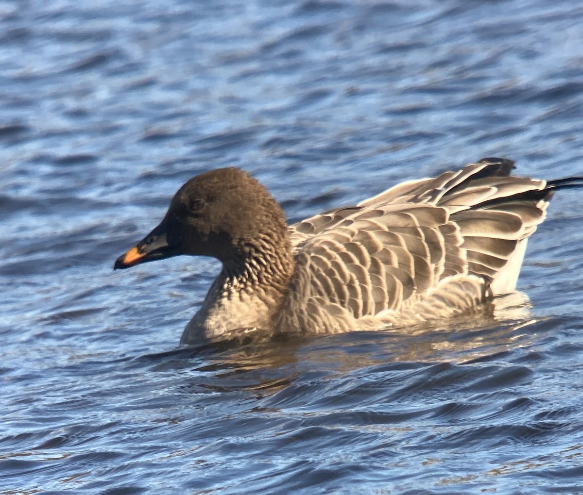 Tundra Bean-Goose - ML644664140