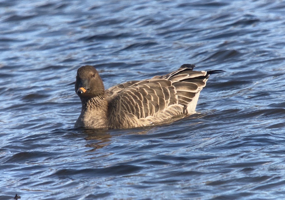 Tundra Bean-Goose - ML644664141