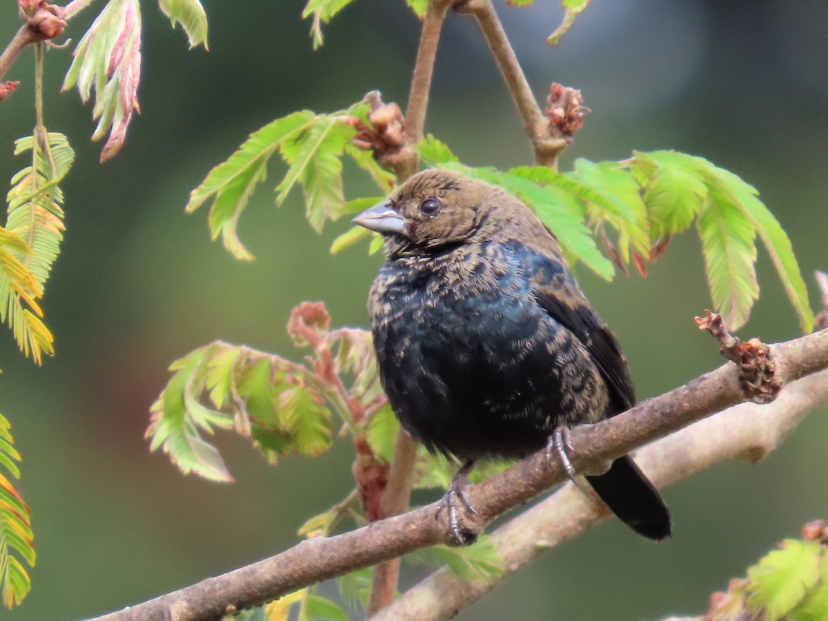 Blue-black Grassquit - ML644664142