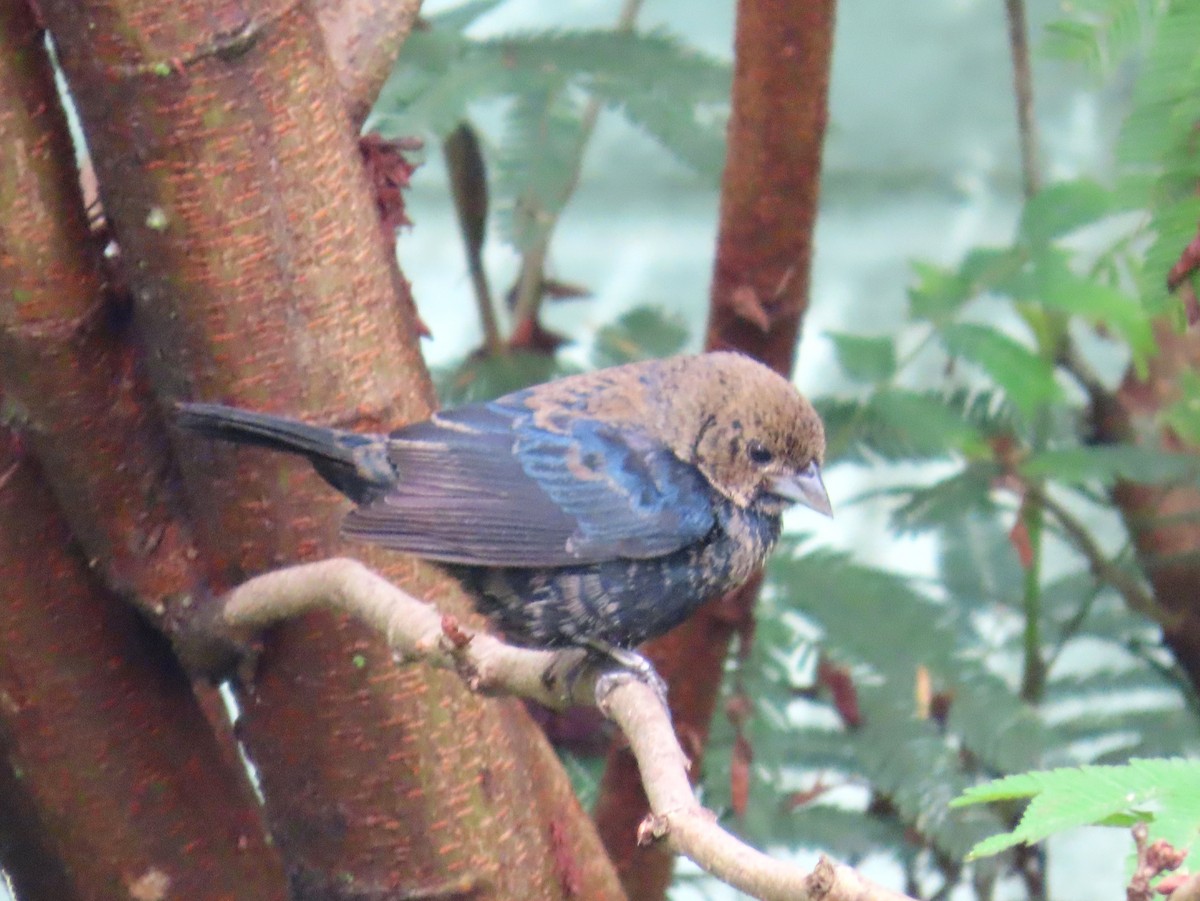 Blue-black Grassquit - ML644664143