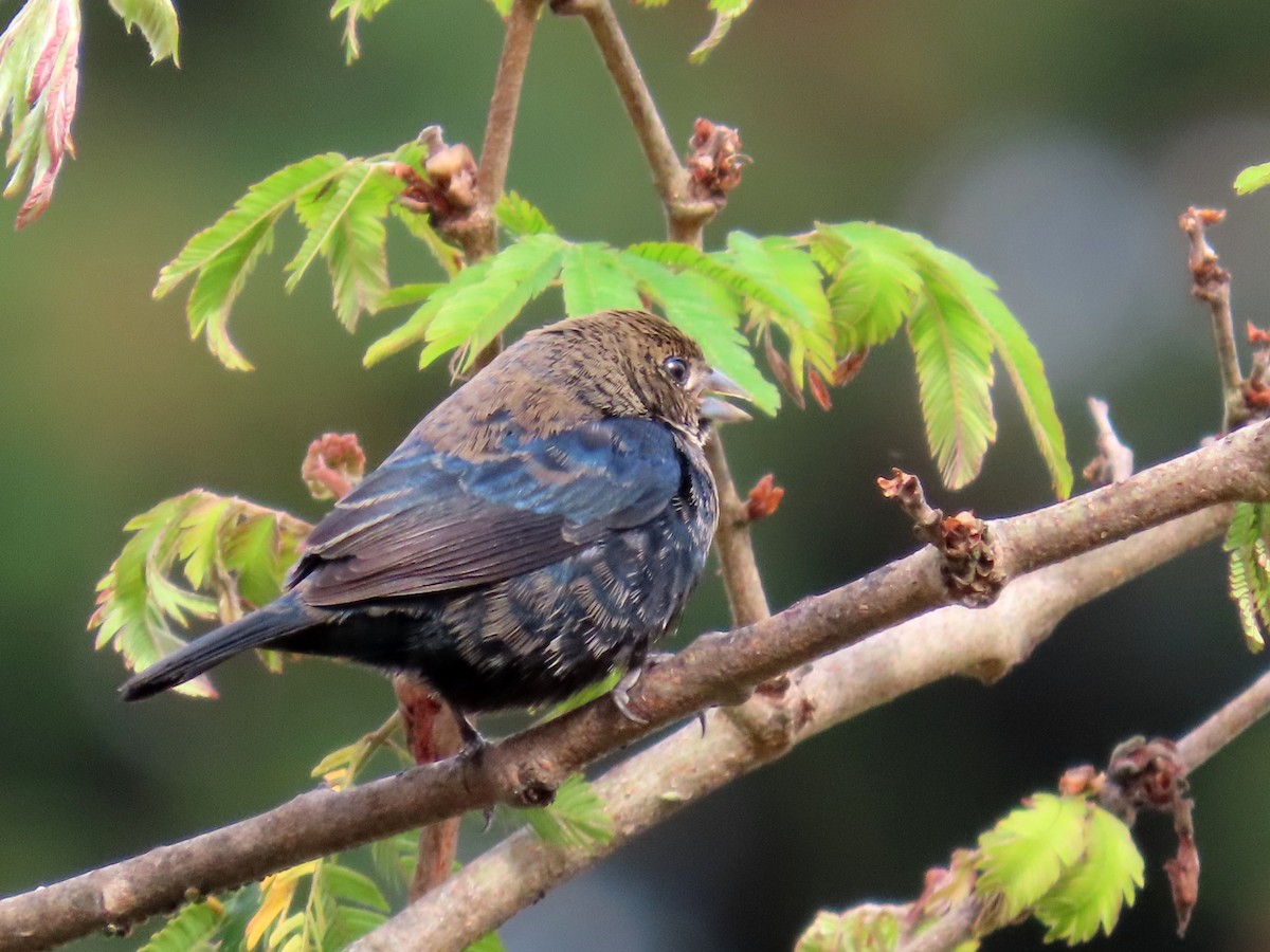 Blue-black Grassquit - ML644664144