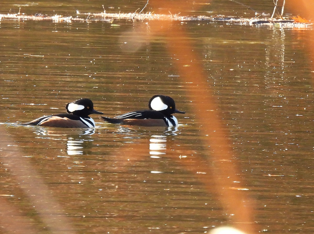 Hooded Merganser - ML644664145