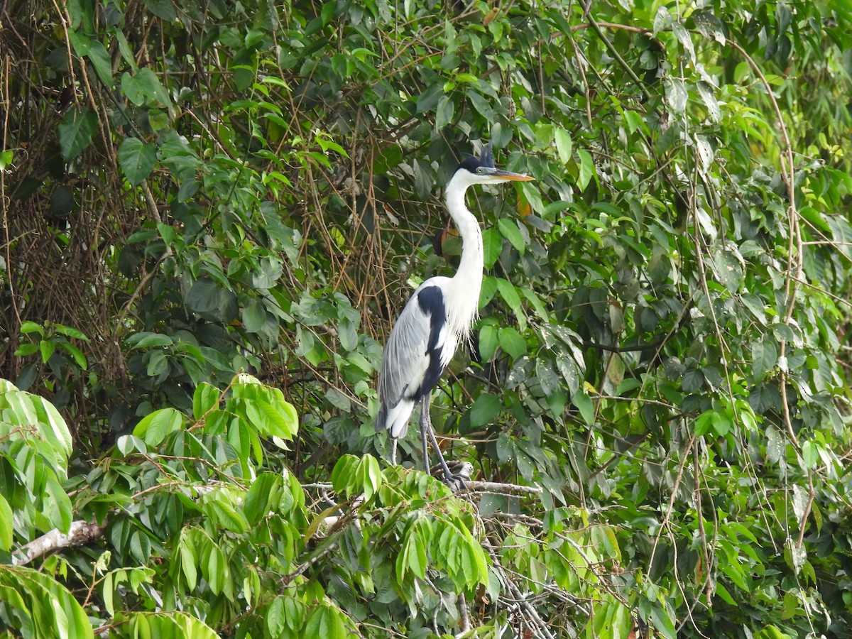 Cocoi Heron - ML644664146