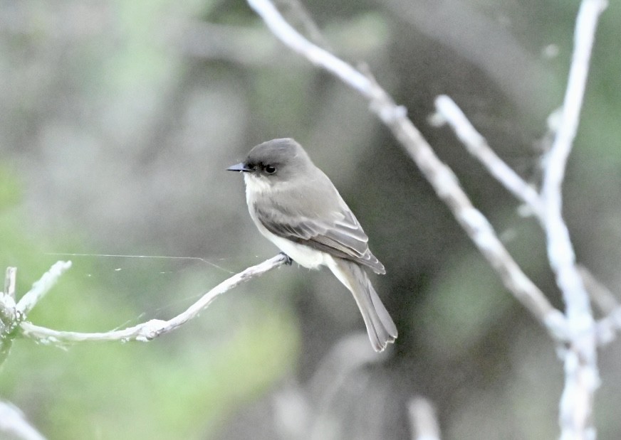 Eastern Phoebe - ML644664147