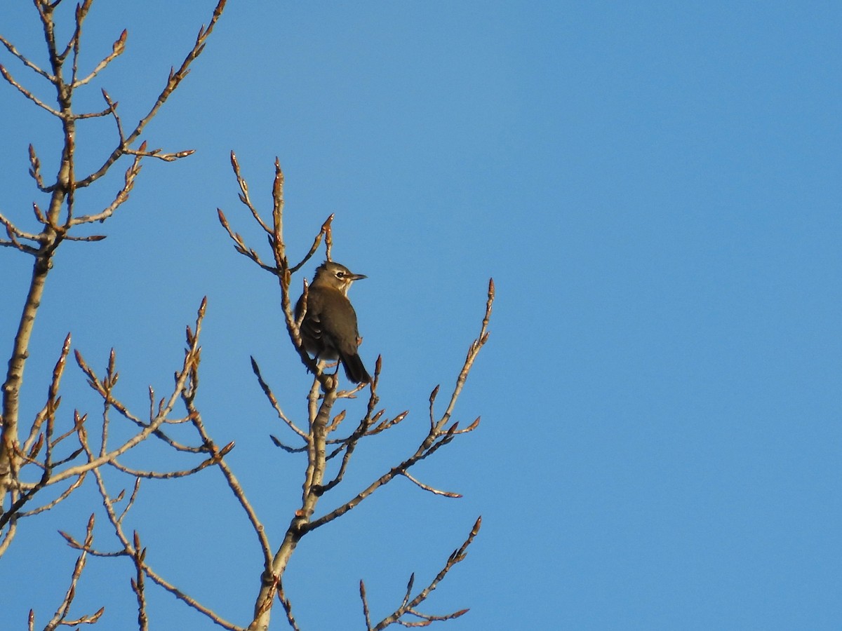 American Robin - ML644664148