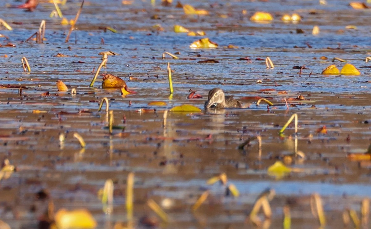 Wood Duck - ML644664150