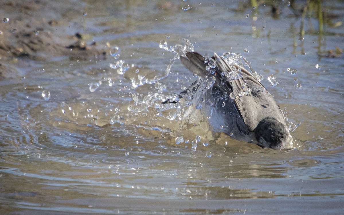 Lavandera Blanca - ML644664151