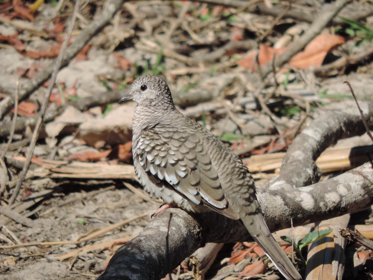 Scaled Dove - ML644664152