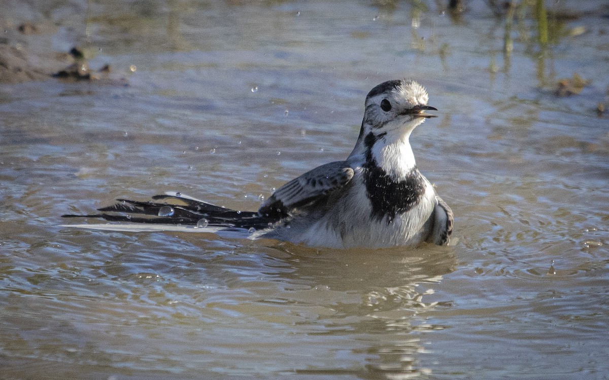 Lavandera Blanca - ML644664153