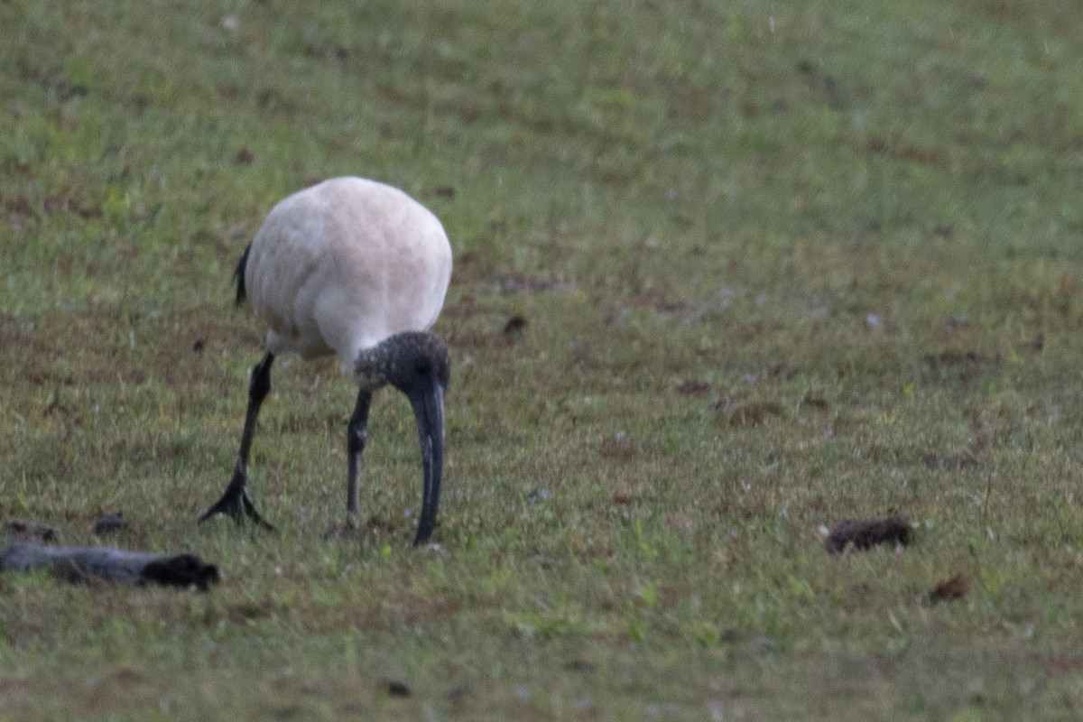 Australian Ibis - ML644664154