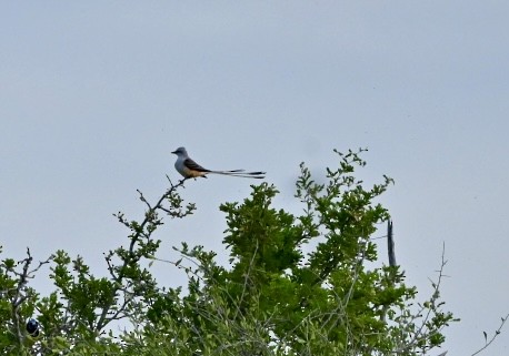 Scissor-tailed Flycatcher - ML644664156