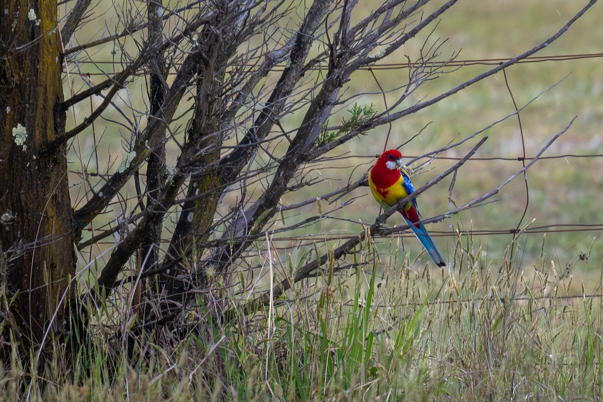 Eastern Rosella - ML644664157