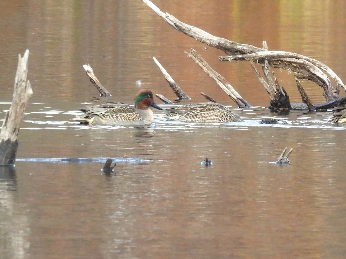 Green-winged Teal - ML644664158