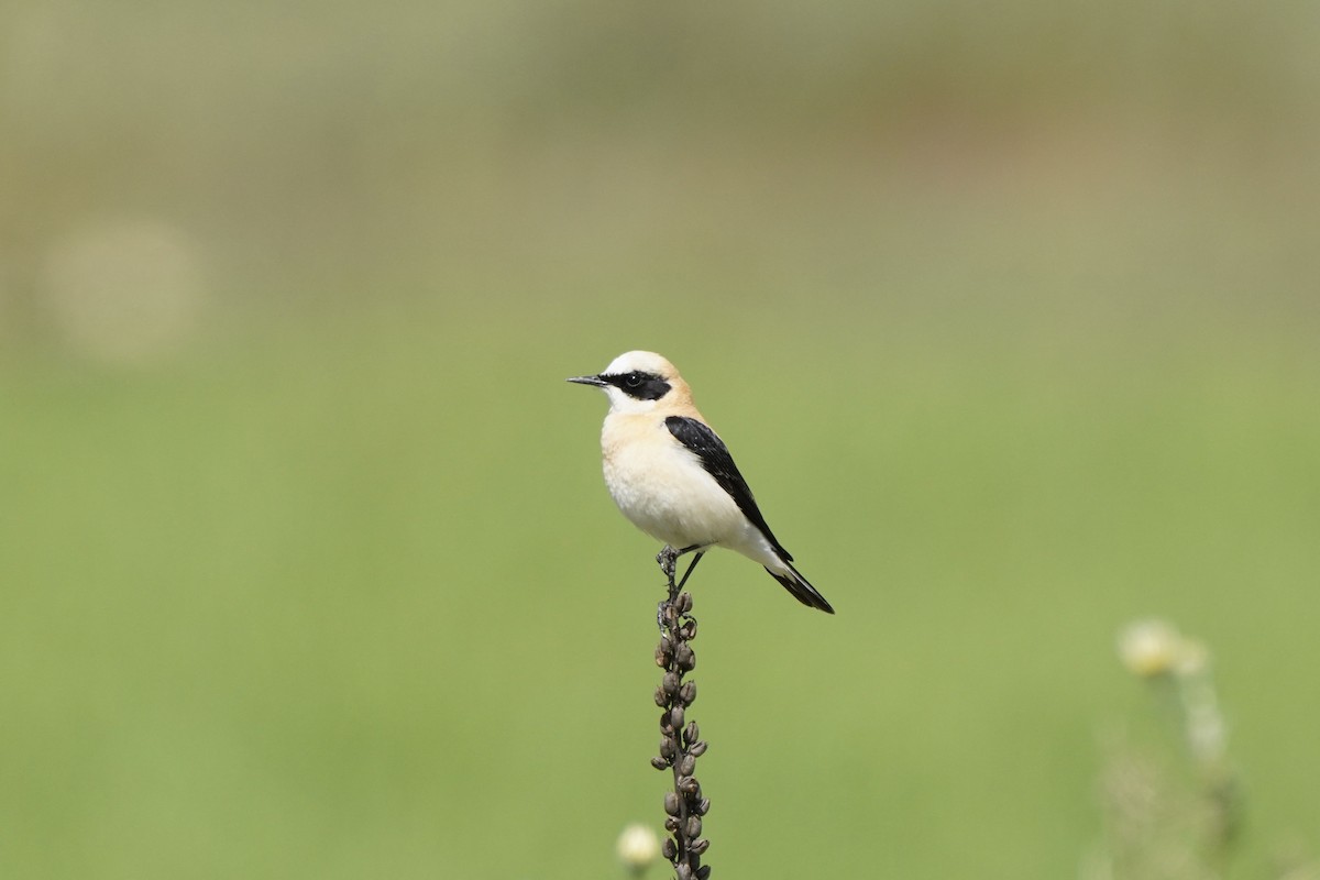 Western Black-eared Wheatear - ML644664160