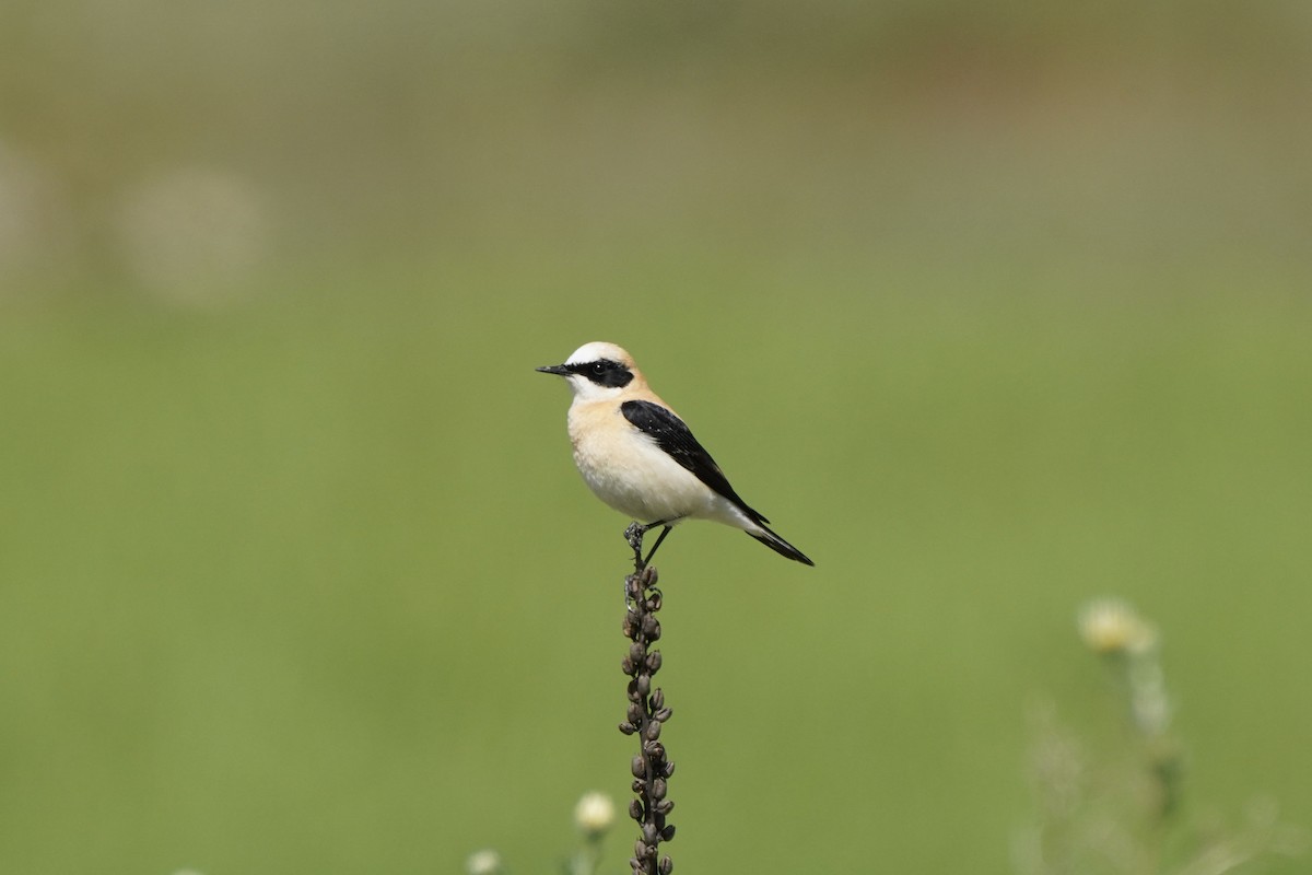 Western Black-eared Wheatear - ML644664161