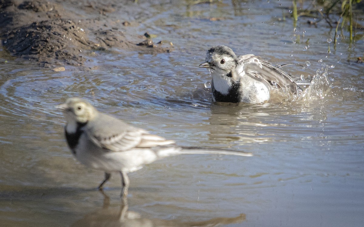Lavandera Blanca - ML644664162