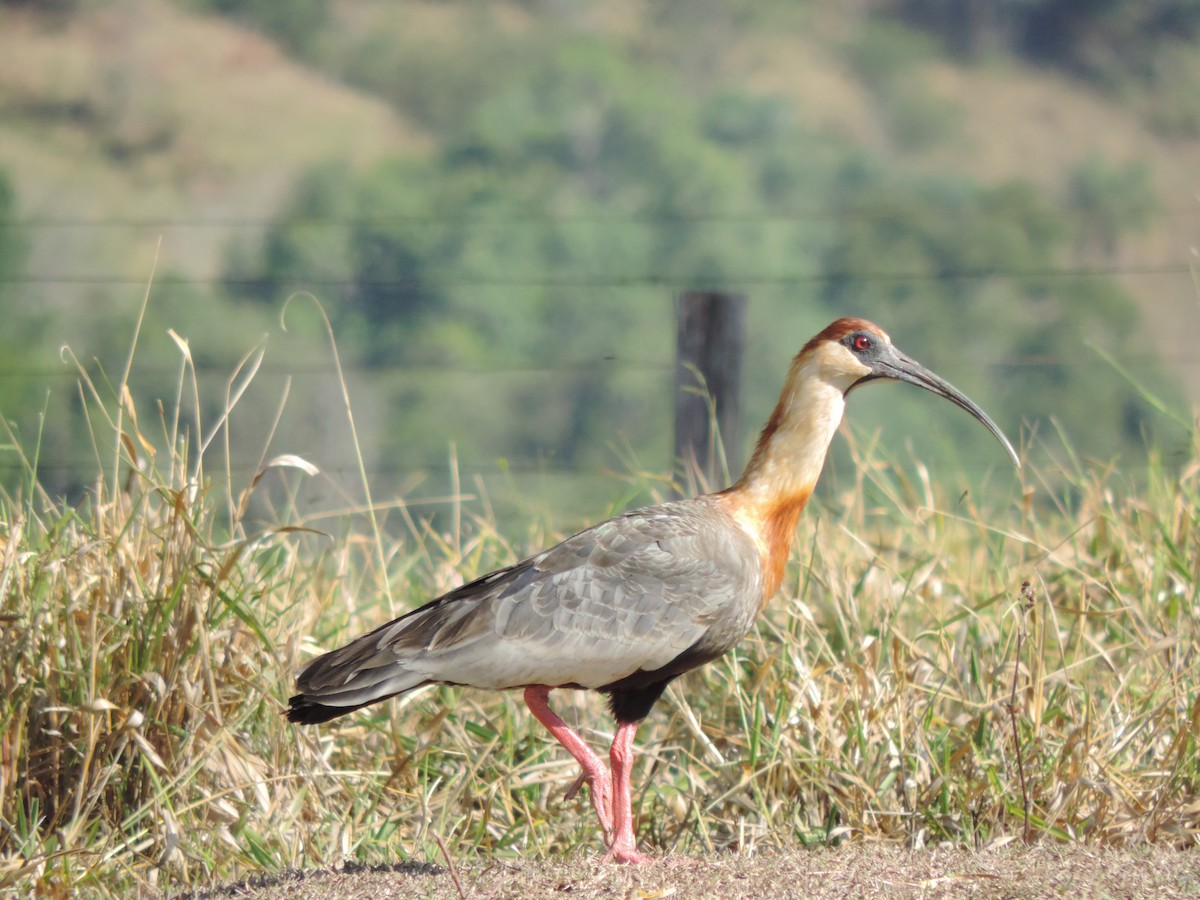 Buff-necked Ibis - ML644664164