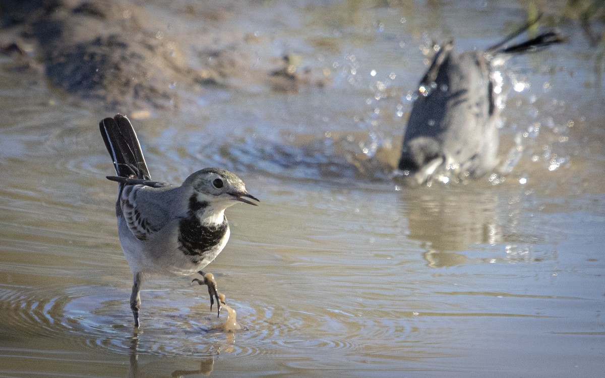 Lavandera Blanca - ML644664166