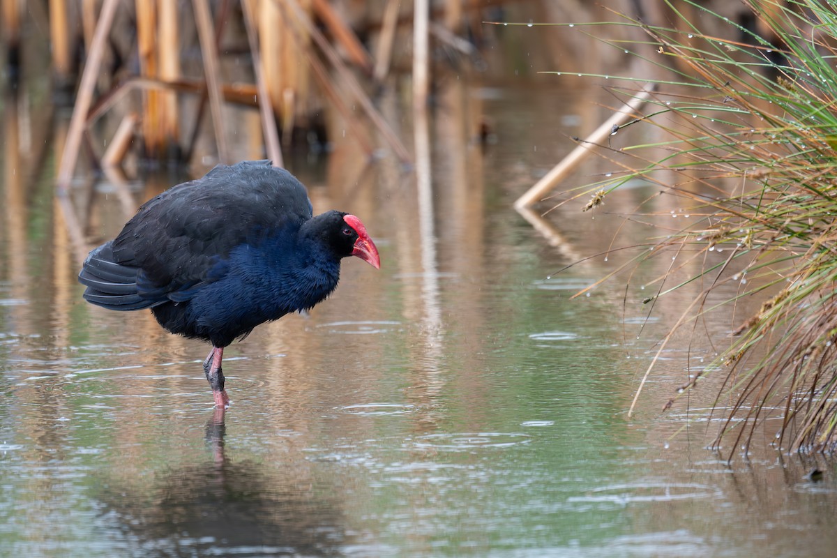 Australasian Swamphen - ML644664167