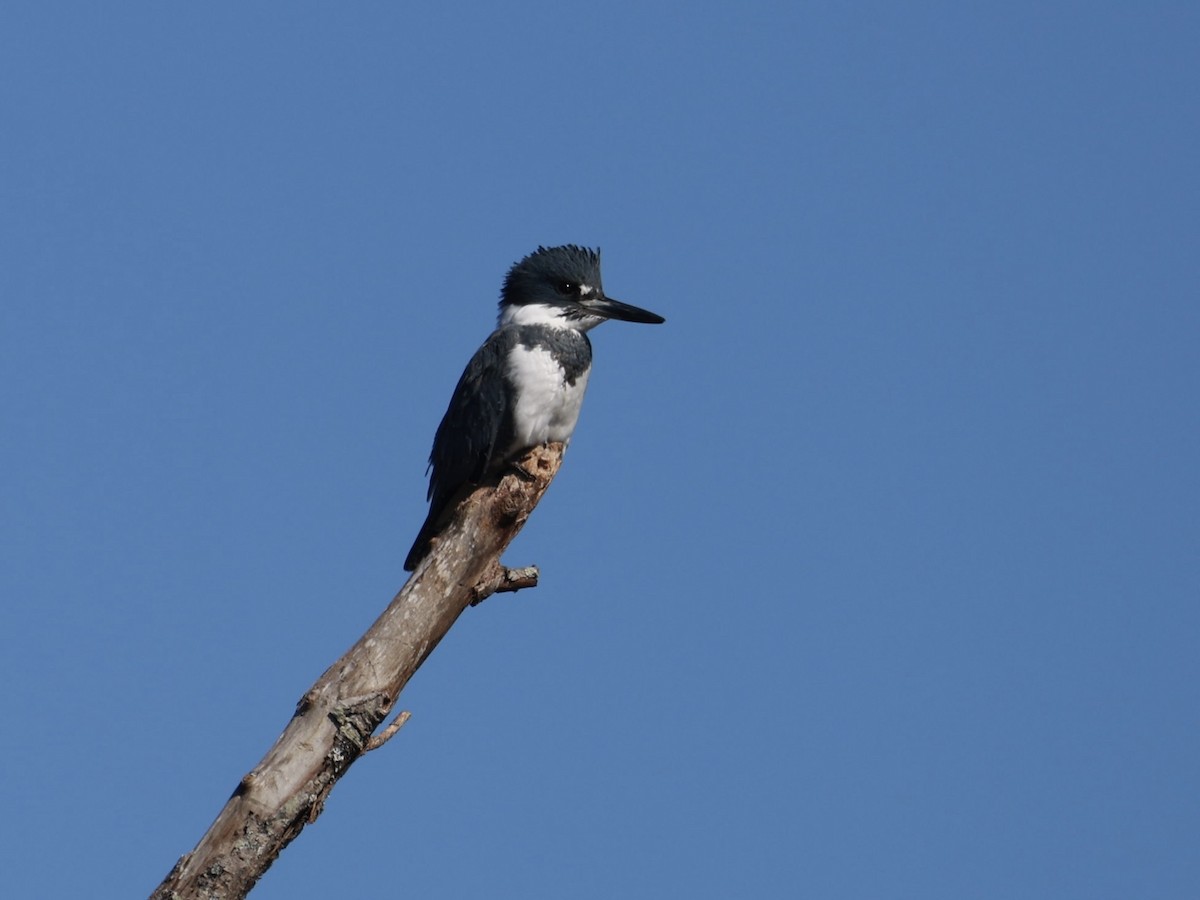 שלדג אמריקני - ML644664168