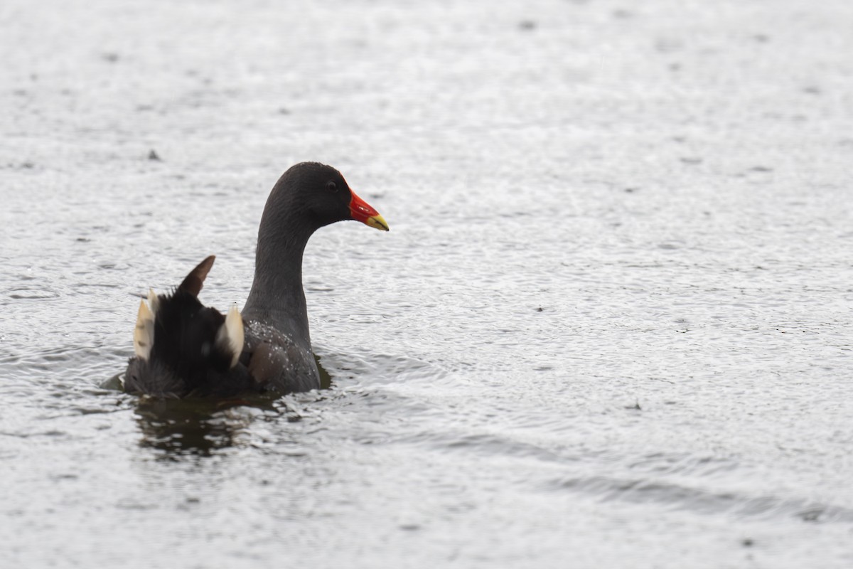 Dusky Moorhen - ML644664170
