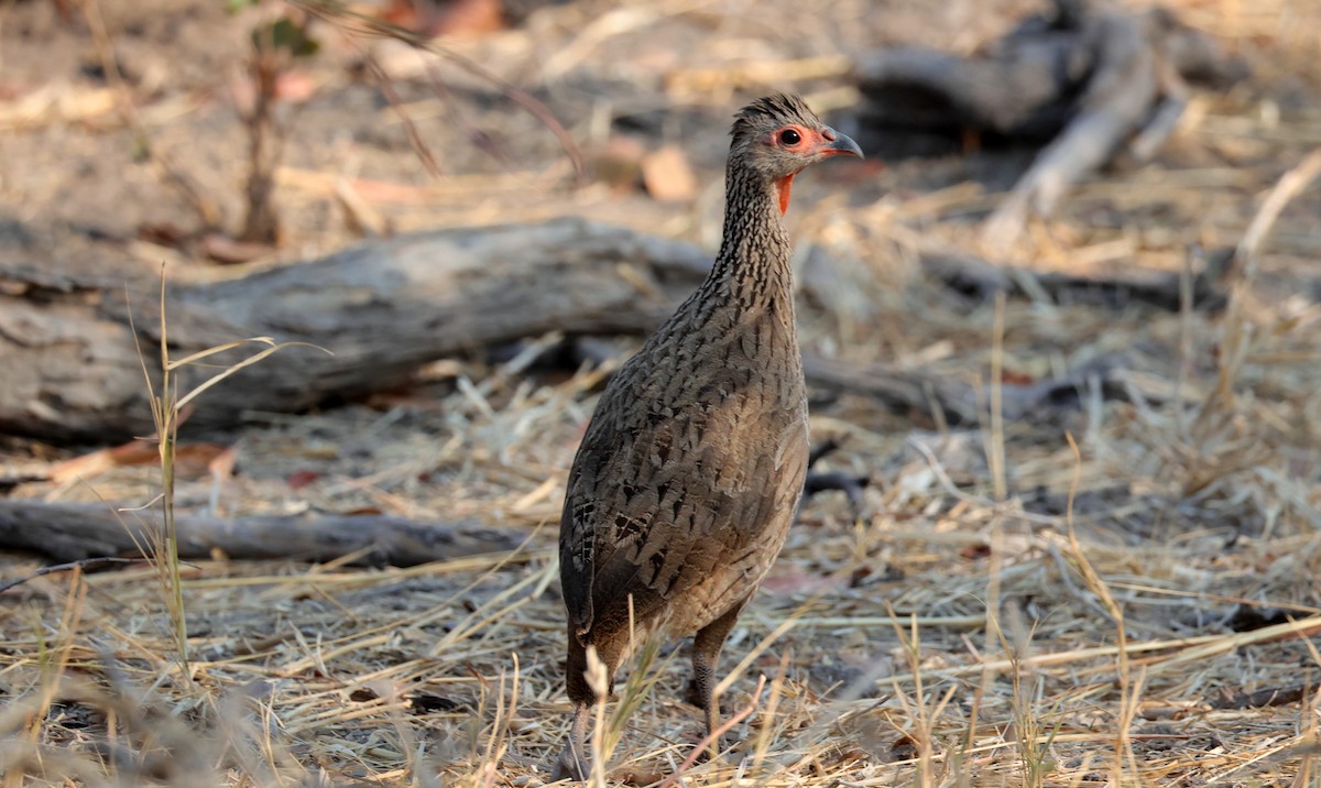 Francolín de Swainson - ML644664171