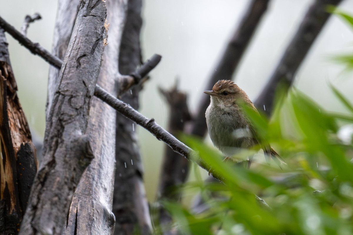 Little Grassbird - ML644664172