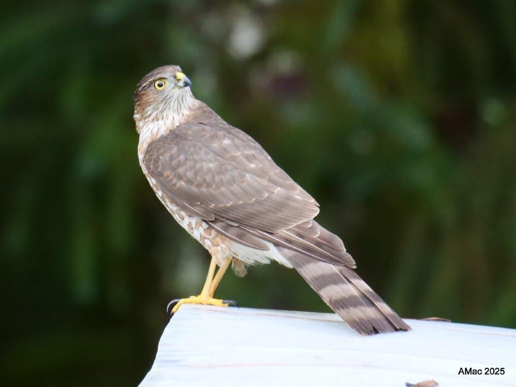 Sharp-shinned Hawk - ML644664174