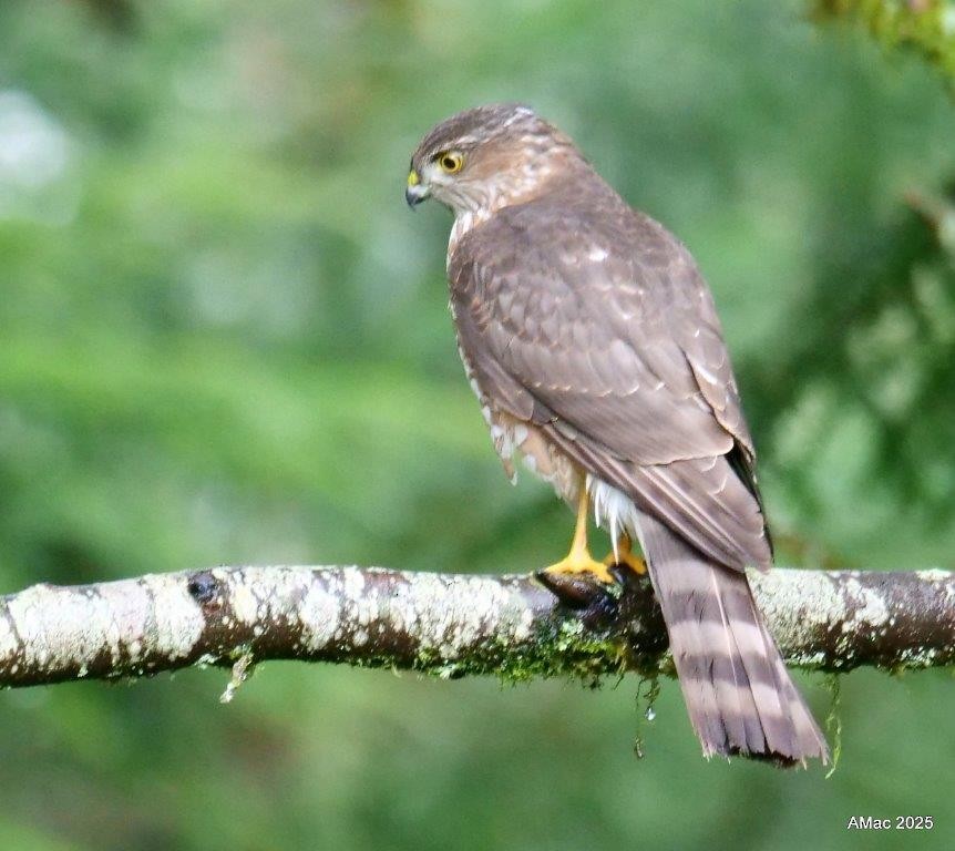 Sharp-shinned Hawk - ML644664175