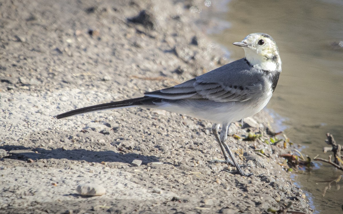 Lavandera Blanca - ML644664177