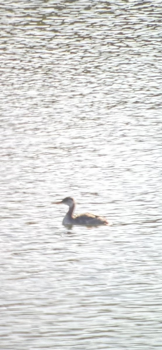 Somormujo Cuellirrojo - ML644664182