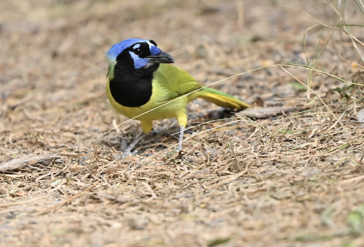 Green Jay - ML644664184