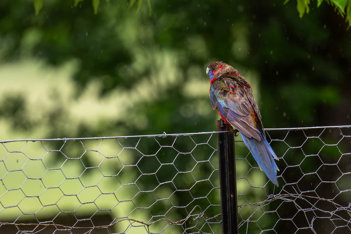 Crimson Rosella (Crimson) - ML644664186