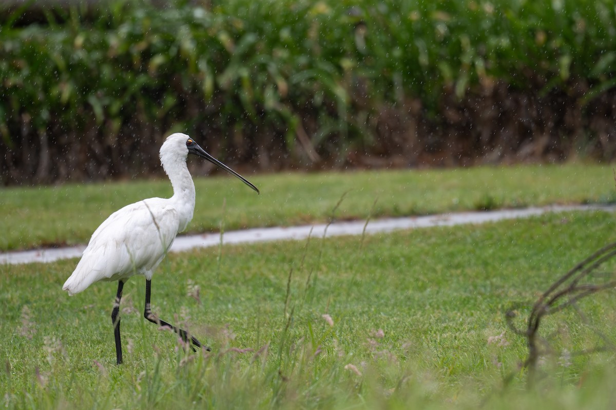 Royal Spoonbill - ML644664189