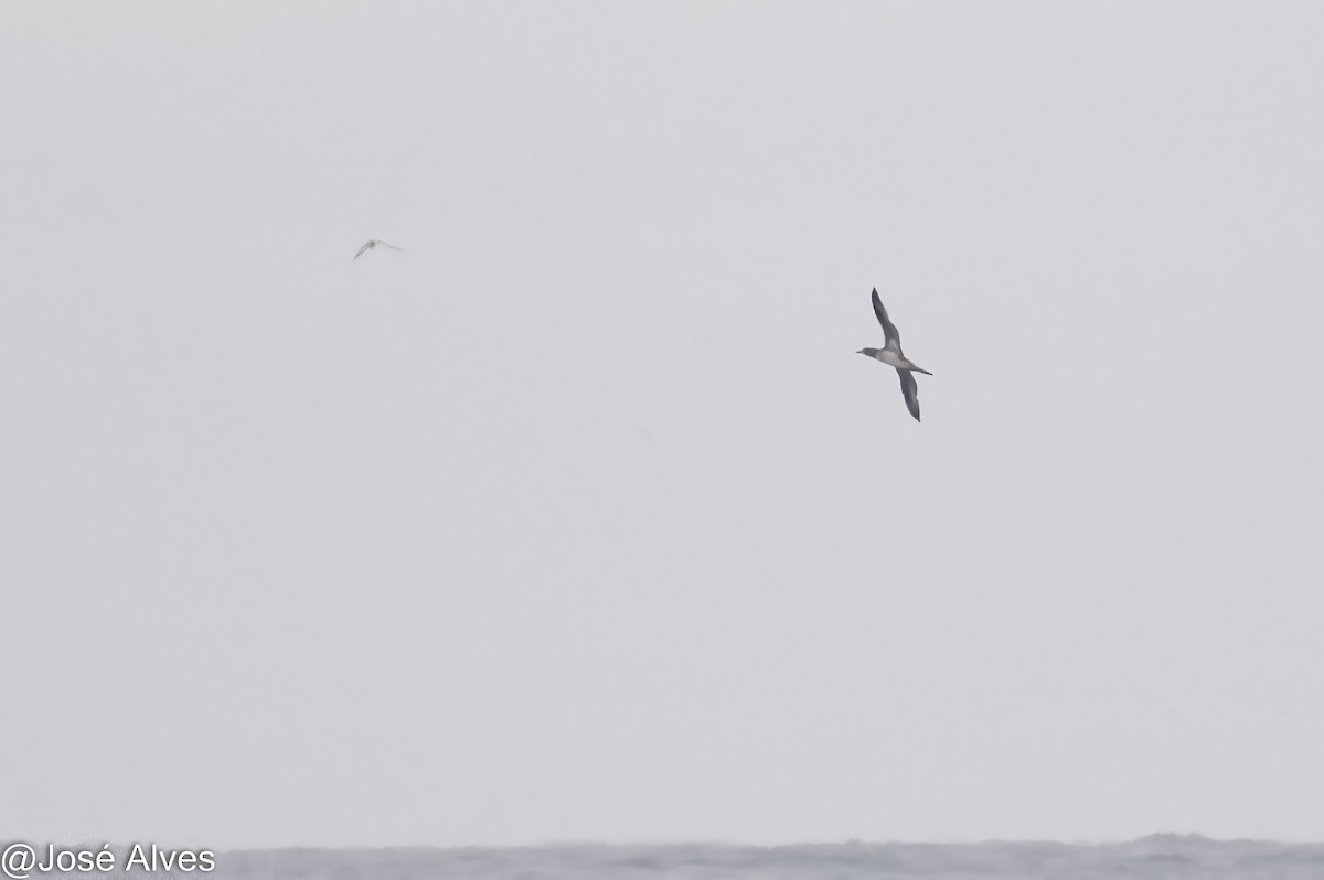 havsule - ML644664192