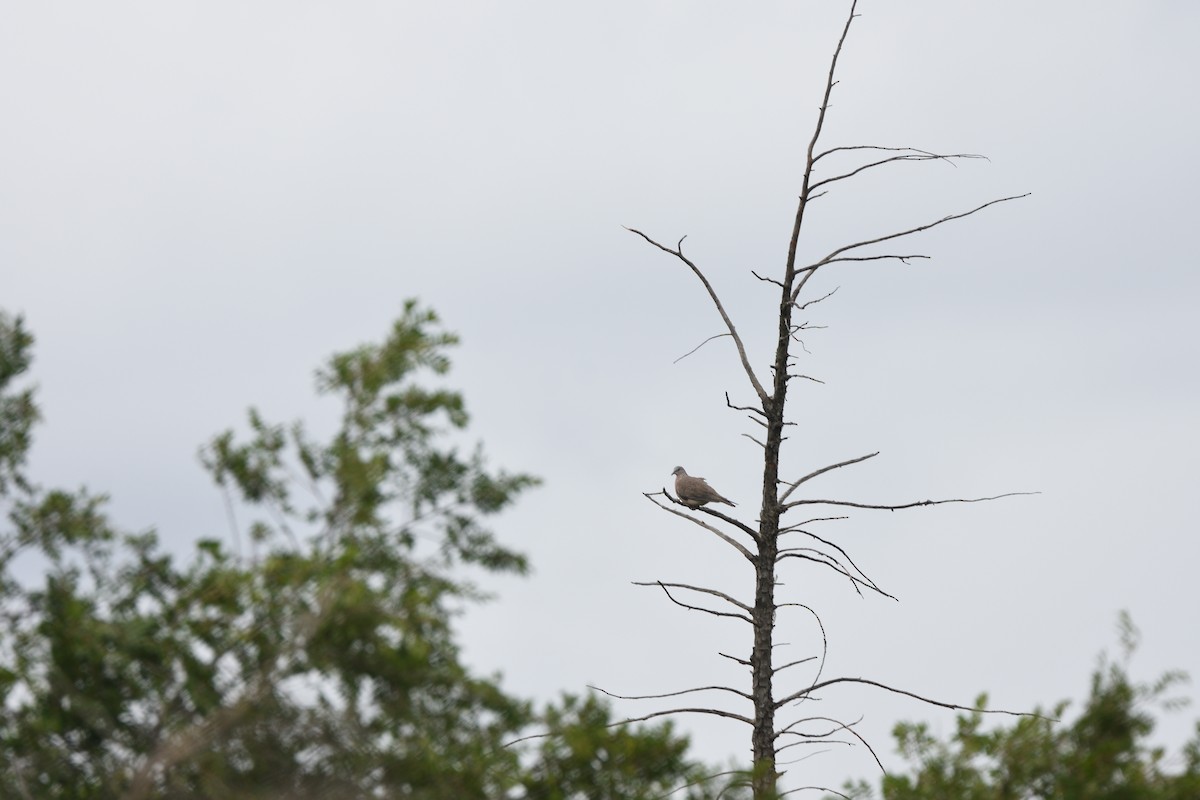 hrdlička kropenatá - ML644664200