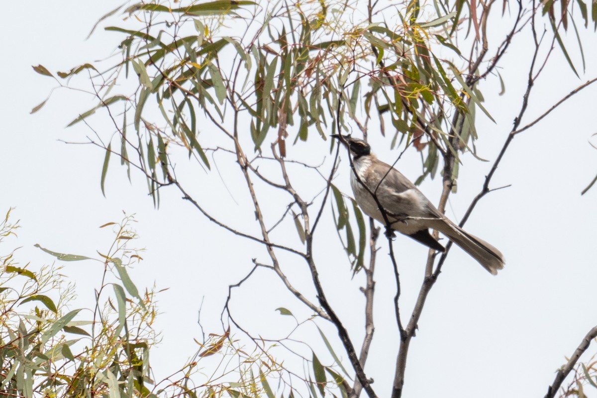 Noisy Friarbird - ML644664210