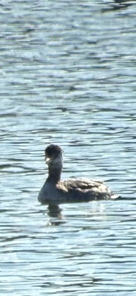 Somormujo Cuellirrojo - ML644664220