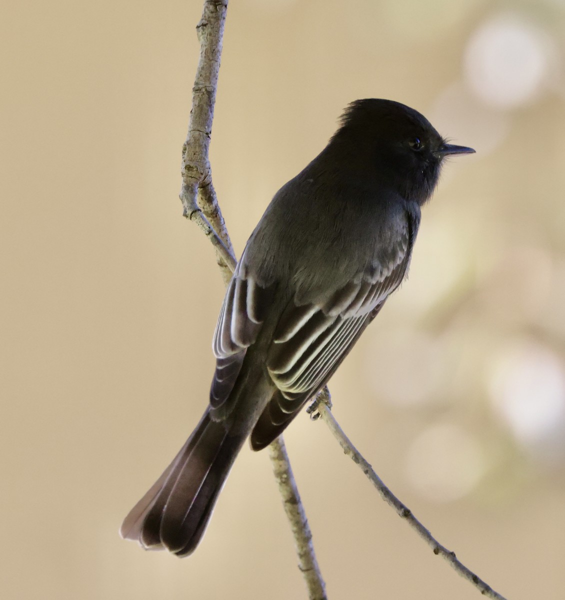 svartfibi - ML644664222