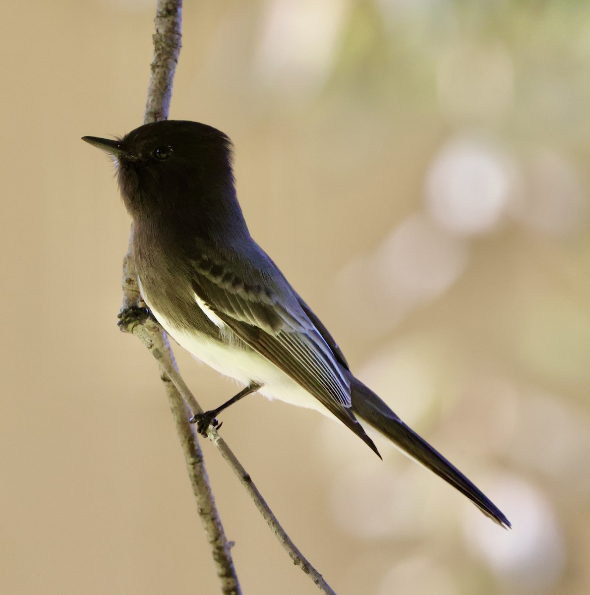 svartfibi - ML644664223